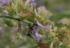 Bombus sylvarum